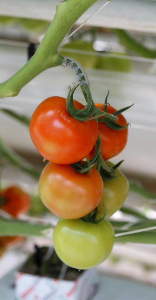 Cherry tomato greenhouse hors-sol