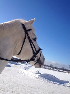 Horse winter nature