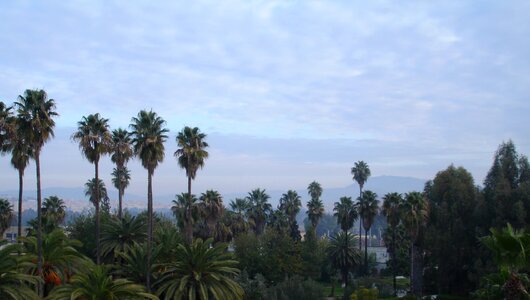 Palm trees green sky