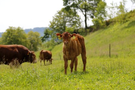 Beef limousin meat breeds photo