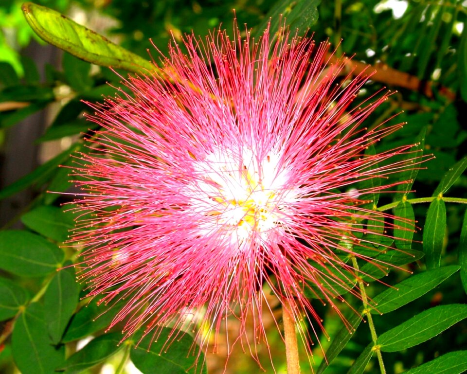Pink magenta red
