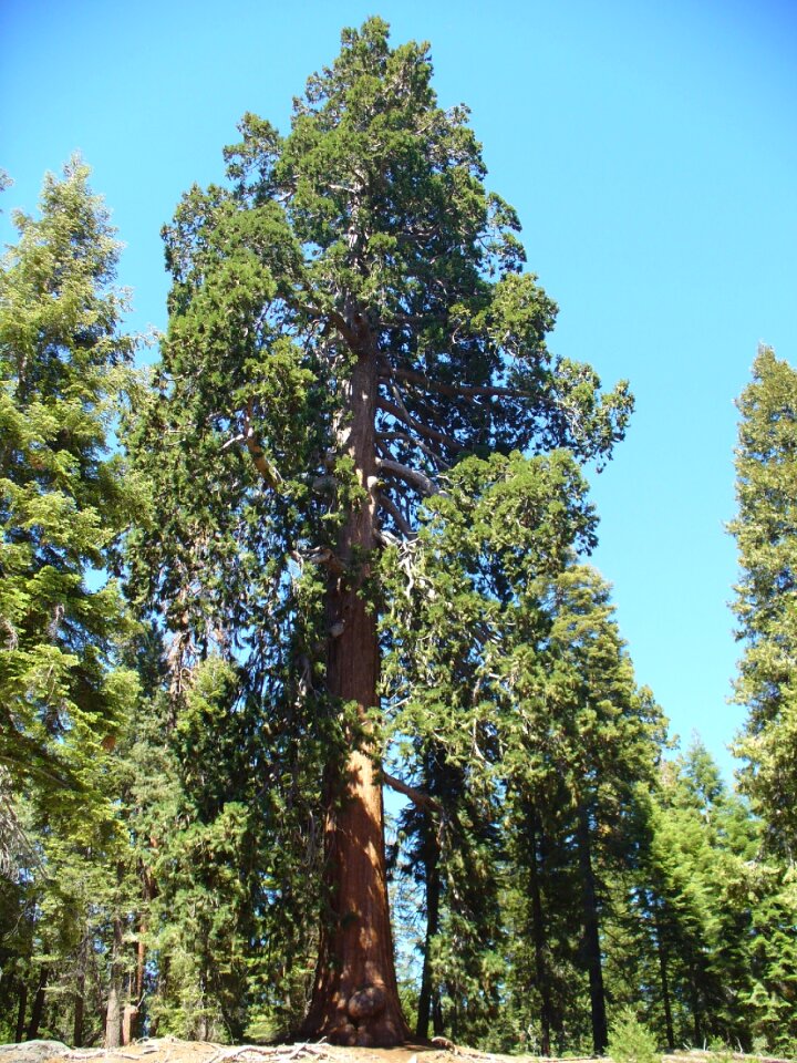 Redwood tree giant redwoods