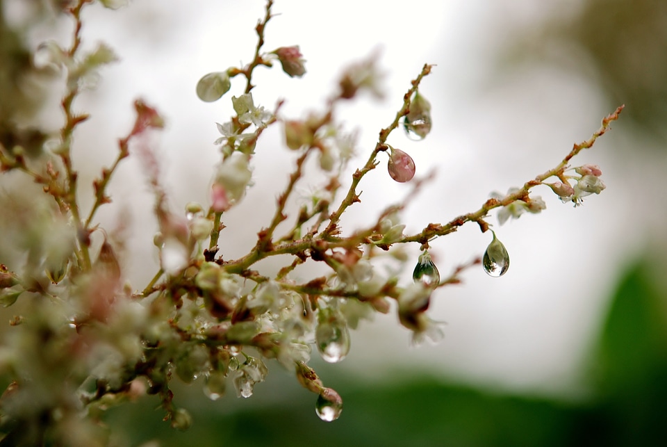 Plant natural blossom