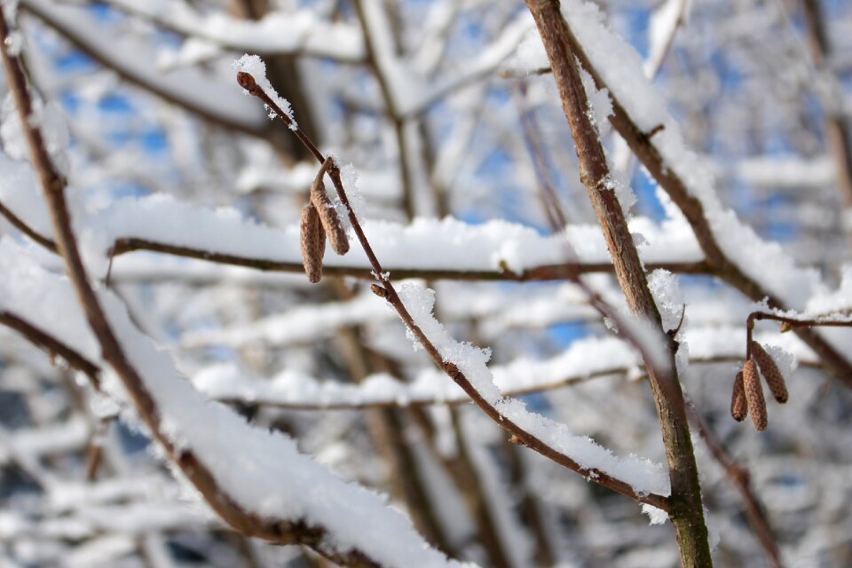Outdoor forest white