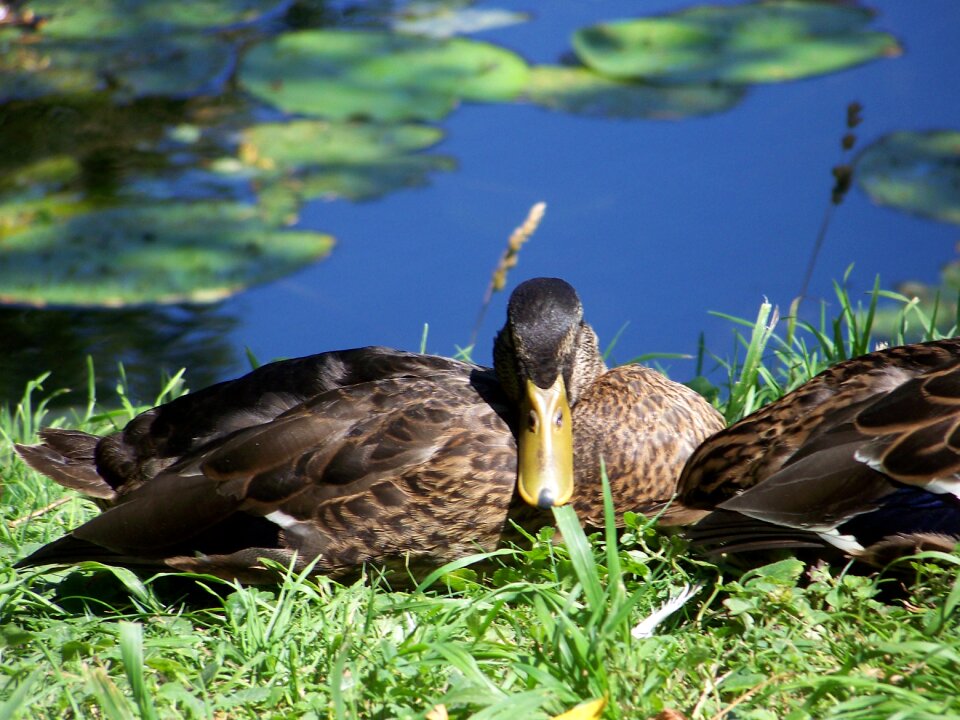 Nature wildlife