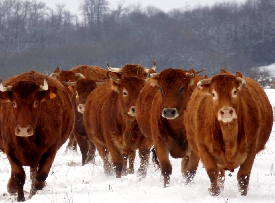 Snow winter cattle