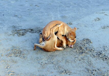 Playing pet dog