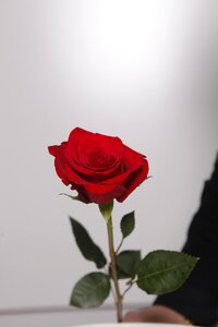 Red flowers red rose