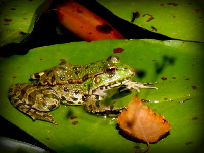 Frog gerardo water lily