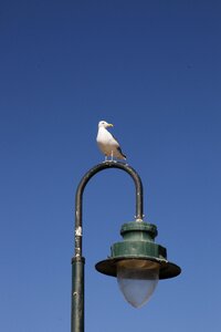 Street lamp cadiz spain photo