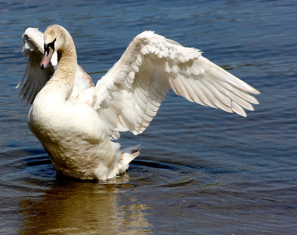 Animal bird swan