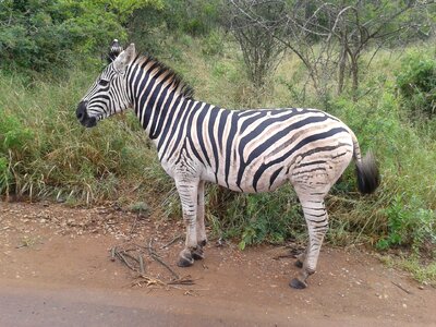 Animal african