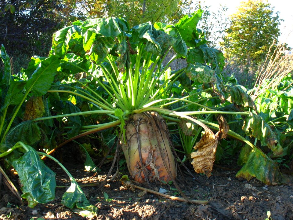 Arable harvest time salad