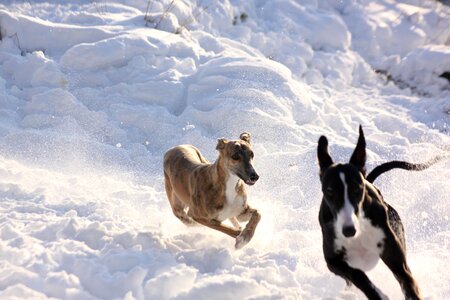 Greyhounds winter snow