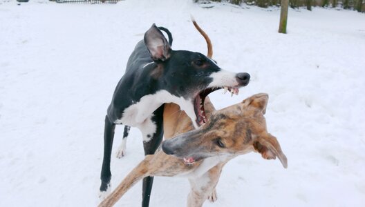 Spanish greyhound dogs puppies