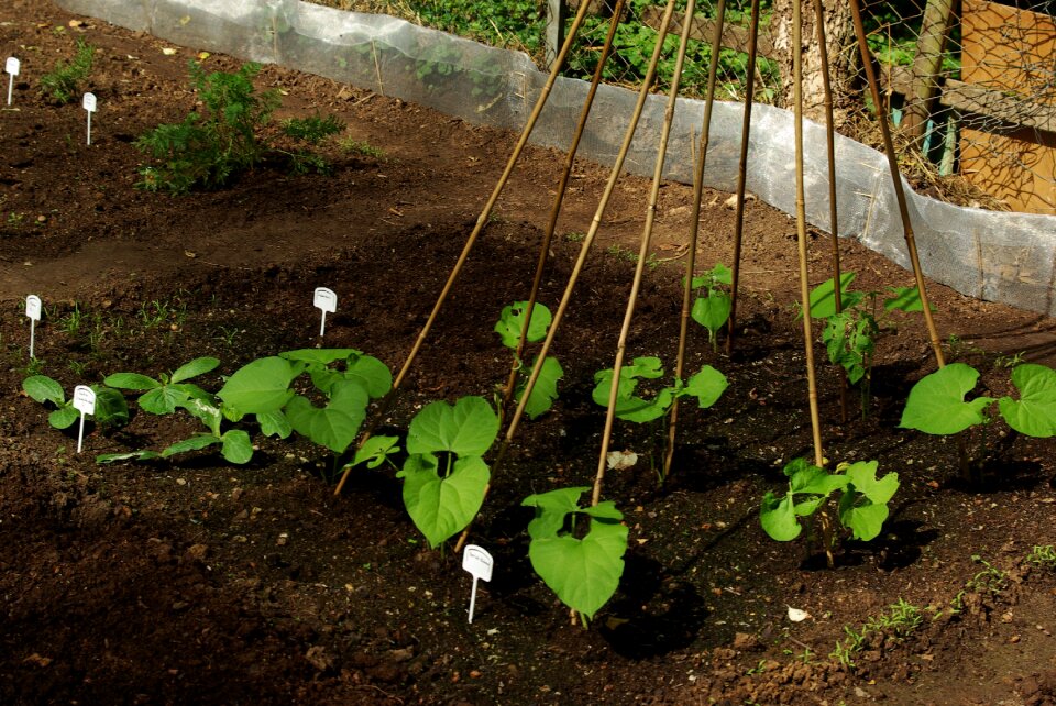 Plant earth healthy