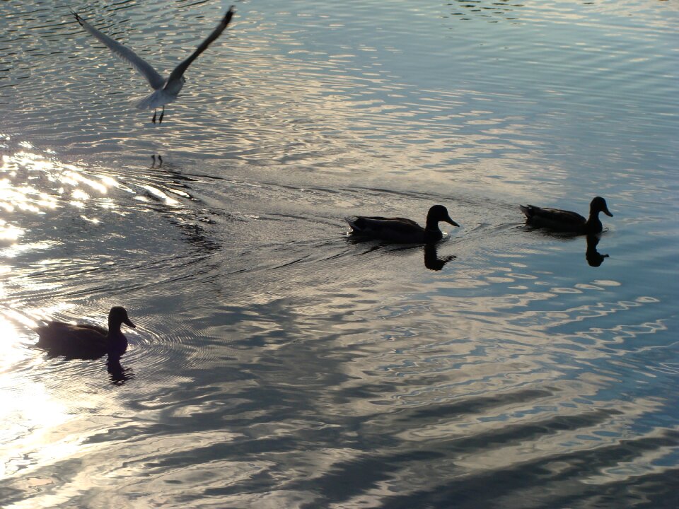 Duck reflection nature