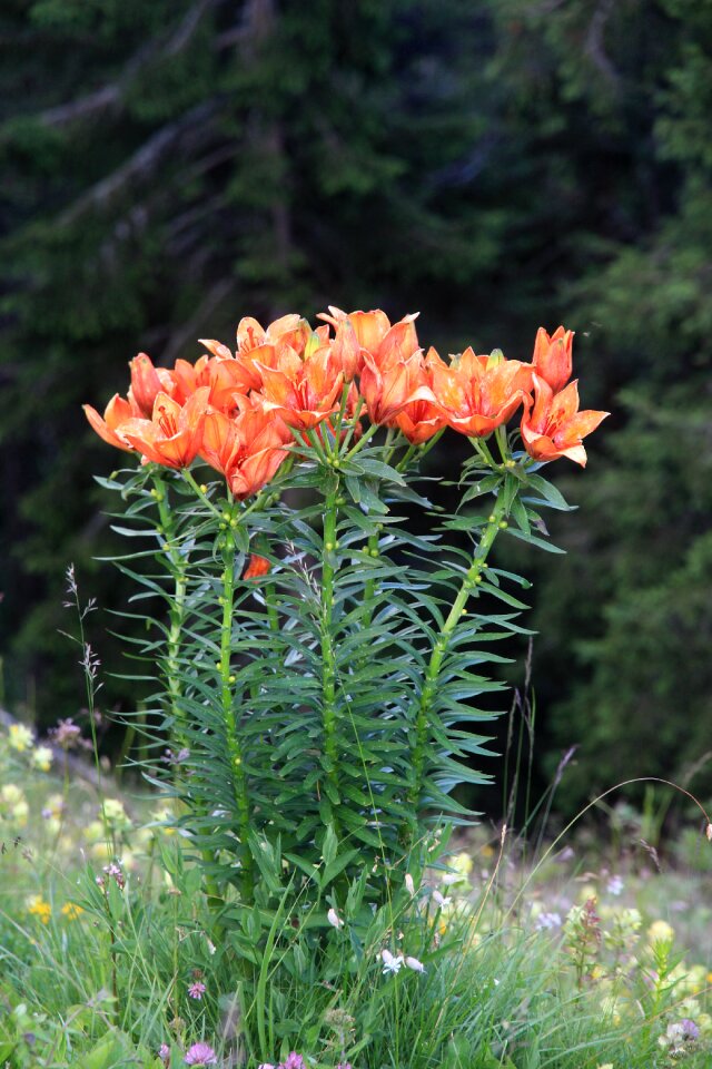 Nature summer azola