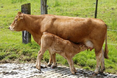 Beef suckle limousin photo
