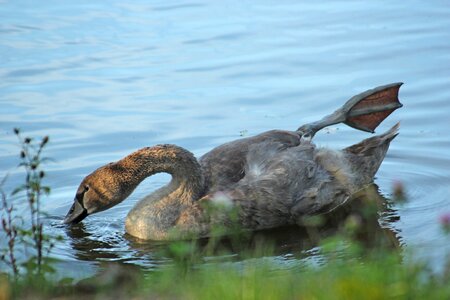 Swan nature bird photo