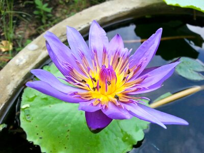 Pretty bua toom lotus photo