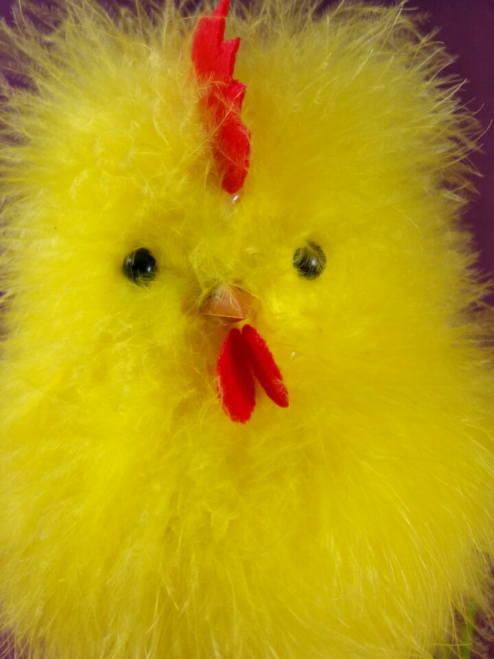 Chicken hahn cute