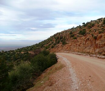 Road shrubs earth