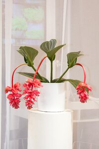 Exclusiv black mouth growths philippines