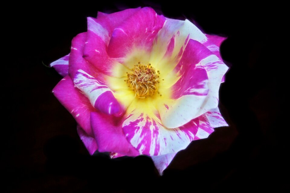 Nature floral plant