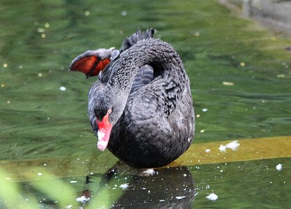 Species genus swans