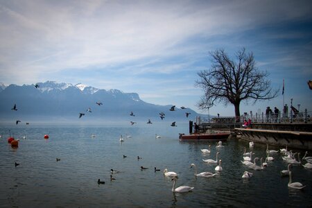 Swan switzerland landscape