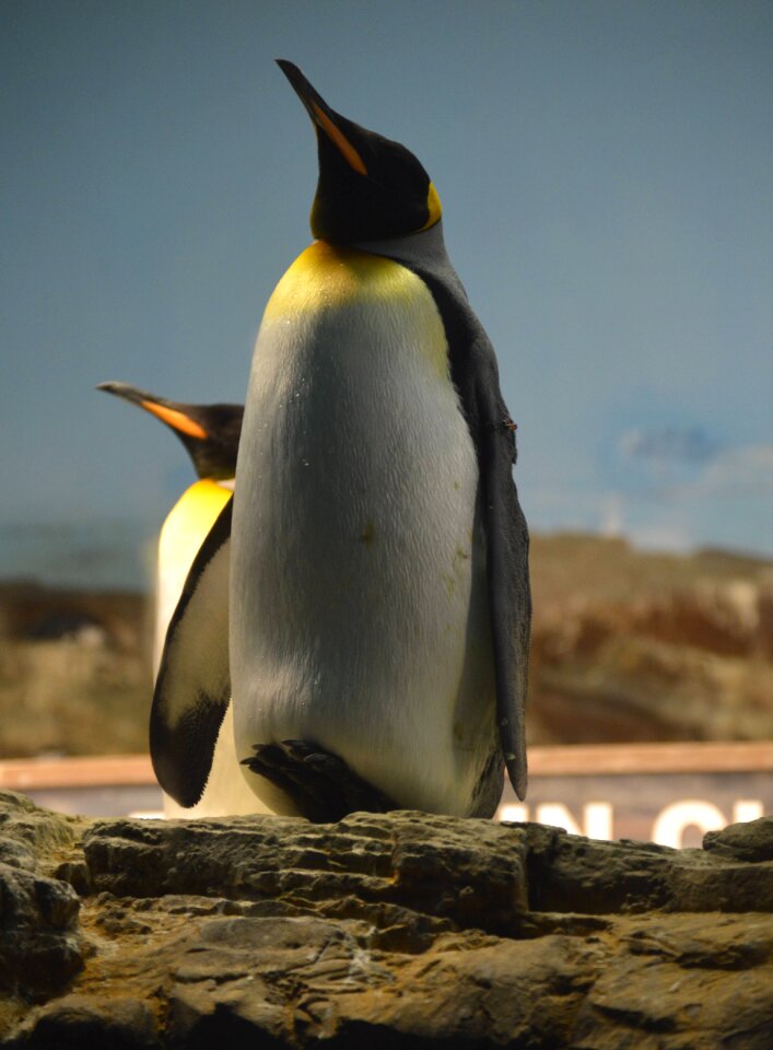 Animal arctic cold