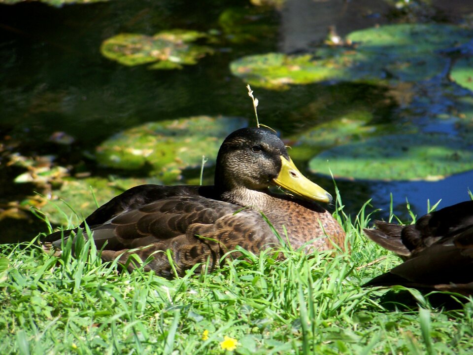 Bird water