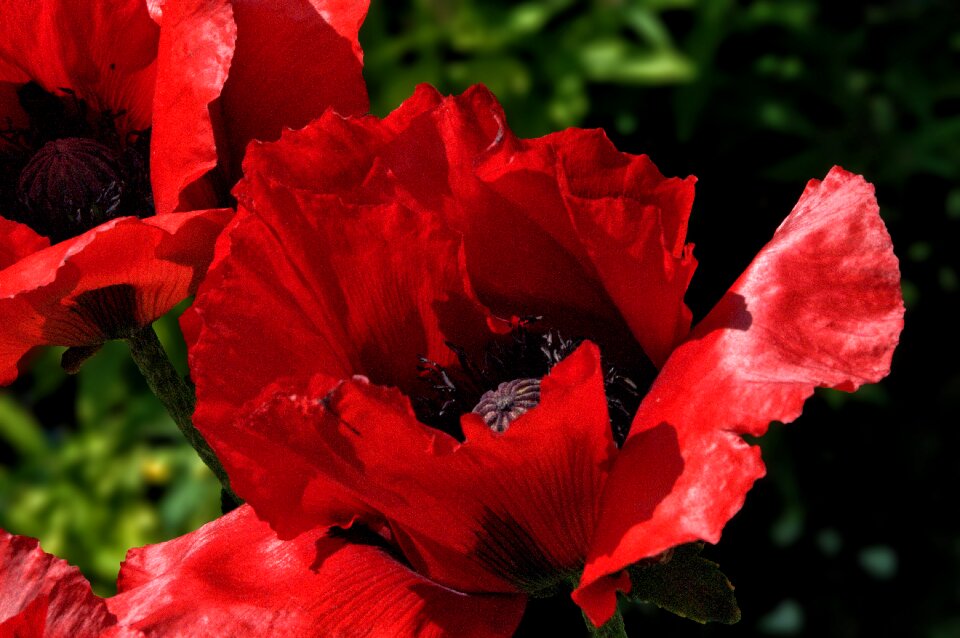 Garden petal fleurs des champs