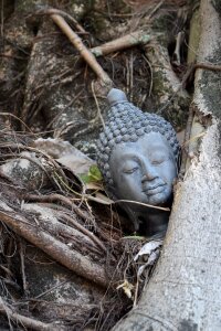 Budda wood tree