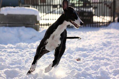Greyhound race snow photo