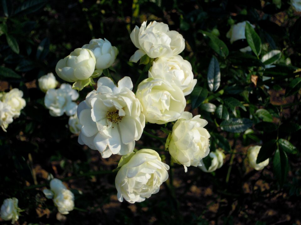 Rosa multiflora white taipei