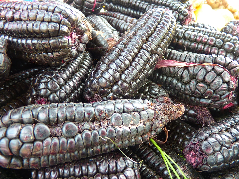 Food maize variety cereals