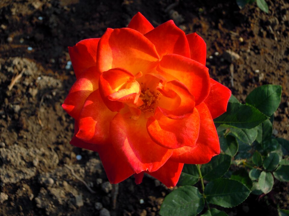 Rose big red taipei
