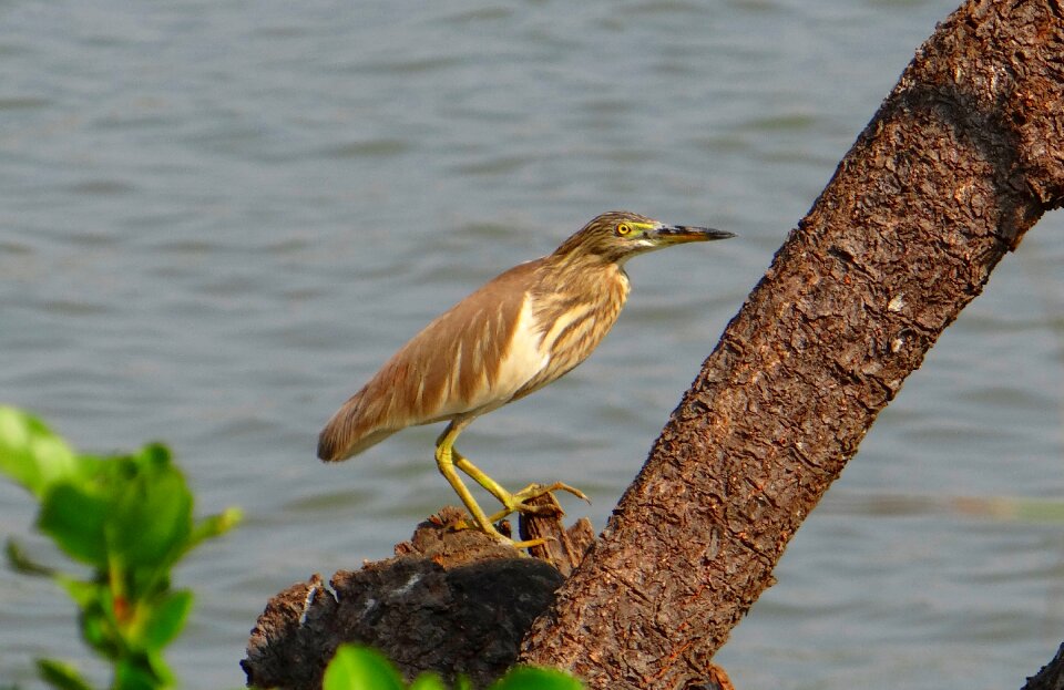 Heron water fauna