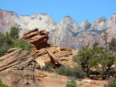 Nature shrubs zion