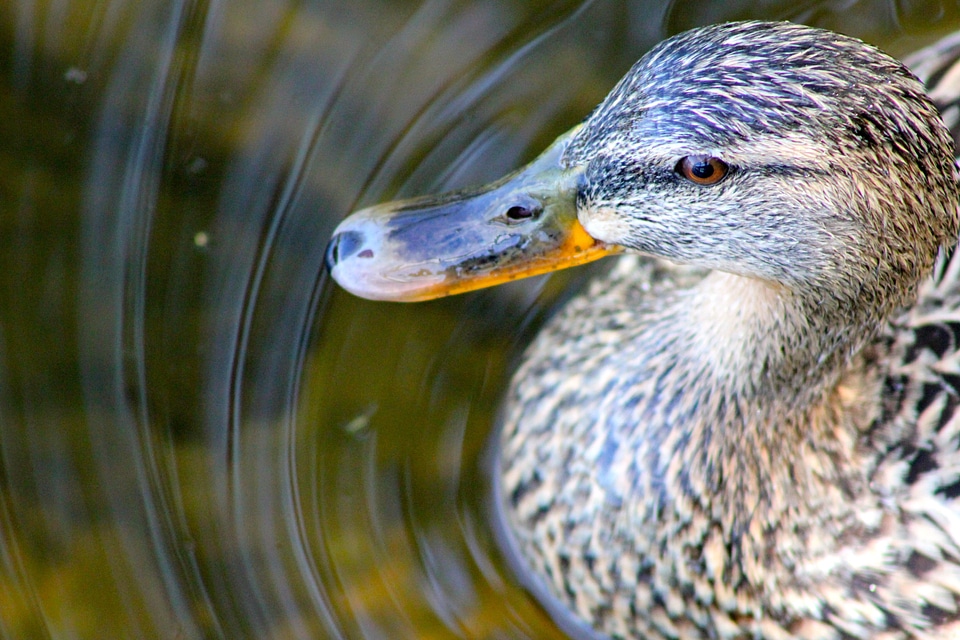 Animal bird duck