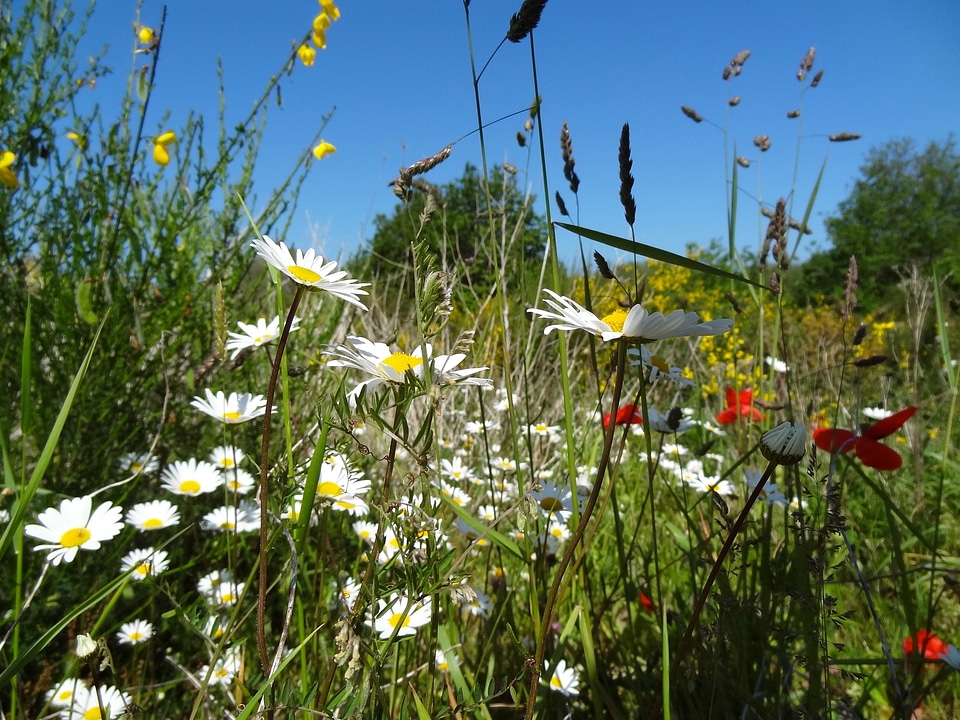Flower wild flower wild plants