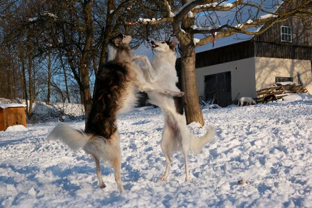 Greyhound snow borzoi