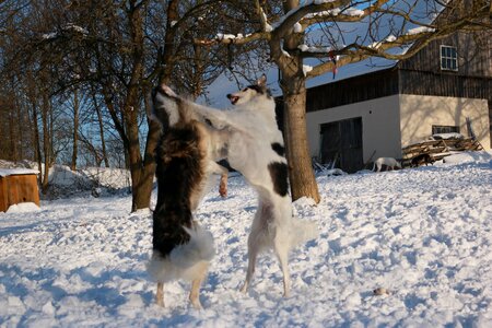 Borzoi greyhound snow