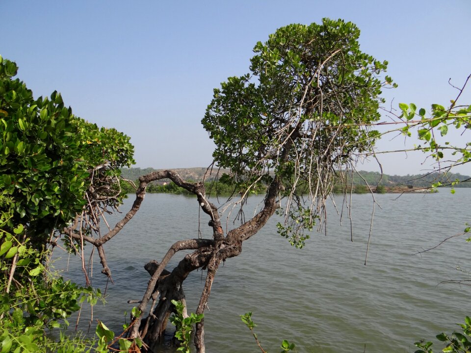 Backwaters tidal ingress brackish water