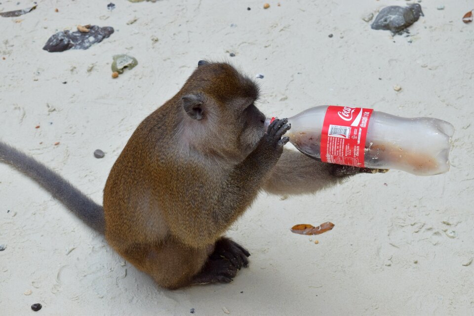 Animal monkey drink bottle