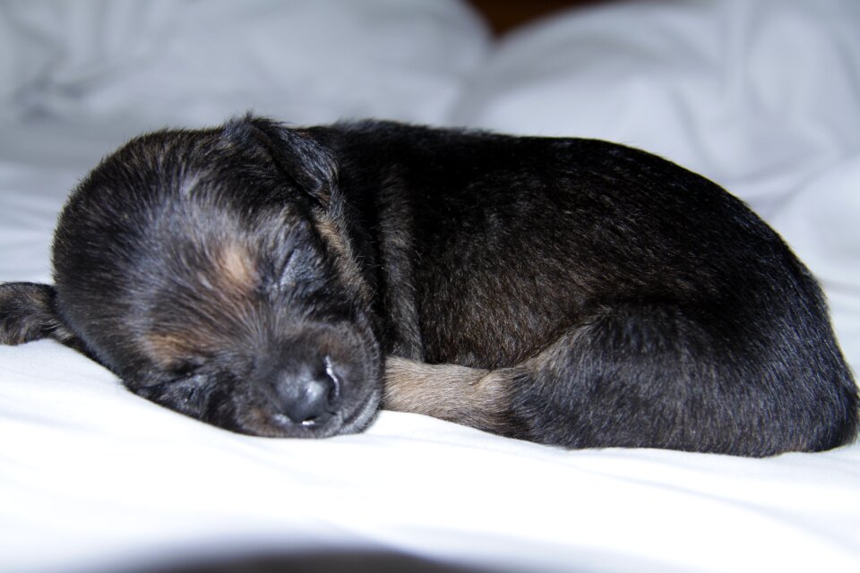 Puppy dog Free photos