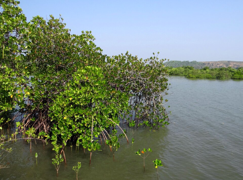 Backwaters tidal ingress brackish water