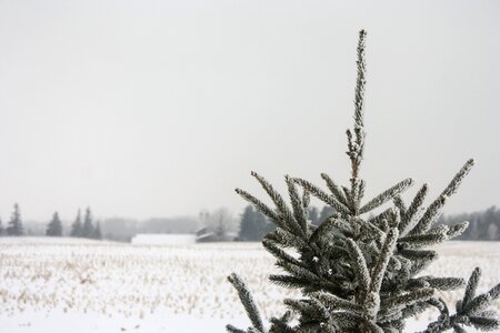 Agriculture forest trees photo